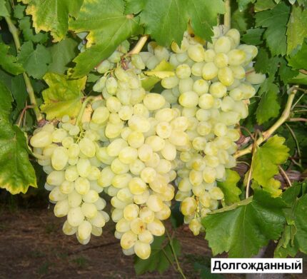 Виноград Подарок Родионову советы по агротехнике и уходу Сорт винограда Подарок Родионову – советы по агротехнике и уходу за сортом